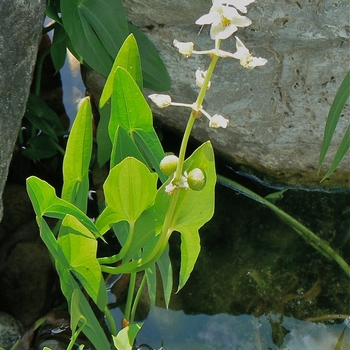 Sagittaria latifolia