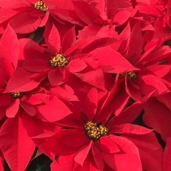 Euphorbia pulcherrima 'Prestige Early Red' 