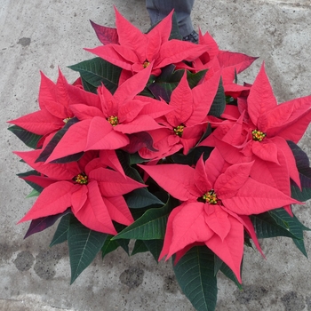 Euphorbia pulcherrima 'Martinee Bright Red' 