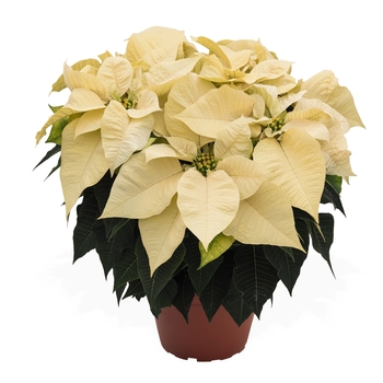 Euphorbia pulcherrima 'Jubilee White' 