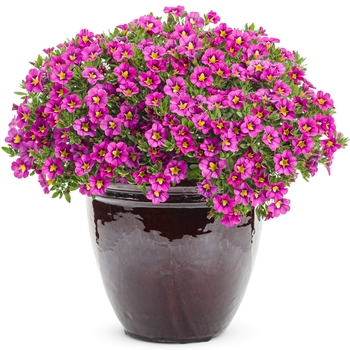 Calibrachoa 'Hollywood Star™' USPPAF