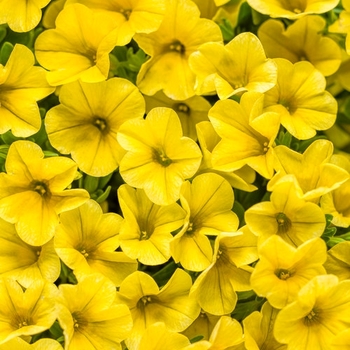 Calibrachoa Superbells® 'Yellow'