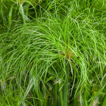 Cyperus papyrus 'Prince Tut™' 