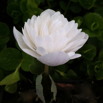 Sanguinaria canadensis f. multiplex 