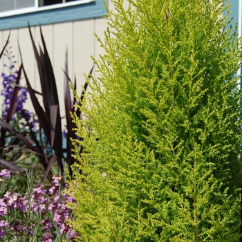 Cupressus macrocarpa 'Wilma Goldcrest'