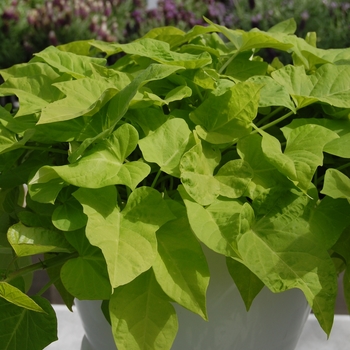 Ipomoea batatas 'Desana® Lime' 