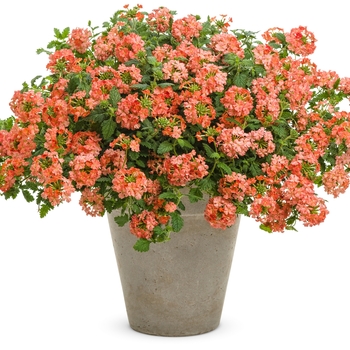 Verbena Superbena Royale® 'Peachy Keen'