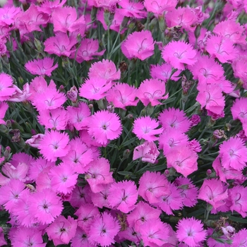 Dianthus 'Paint the Town Fuchsia'