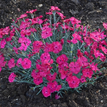 Dianthus 'Paint the Town Magenta' 