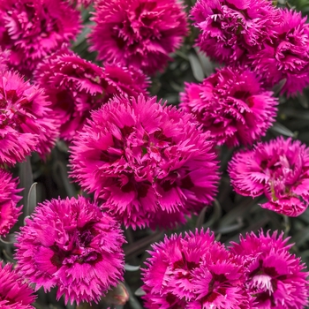 Dianthus 'Spiked Punch' 