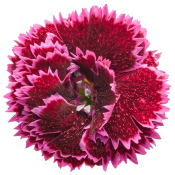 Dianthus Fruit Punch® 'Black Cherry Frost'