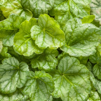 Heuchera 'Appletini' 