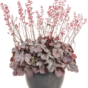 Heuchera Dolce® 'Silver Gumdrop'