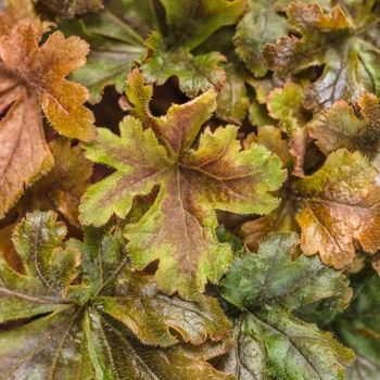 Heucherella Fun and Games® 'Hopscotch'