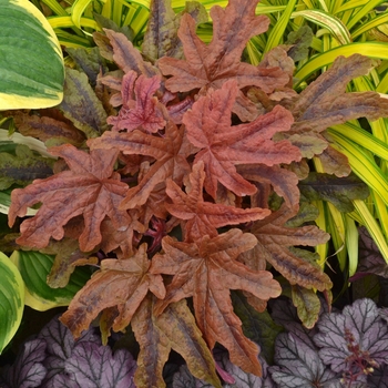 Heucherella Fun and Games® 'Red Rover'