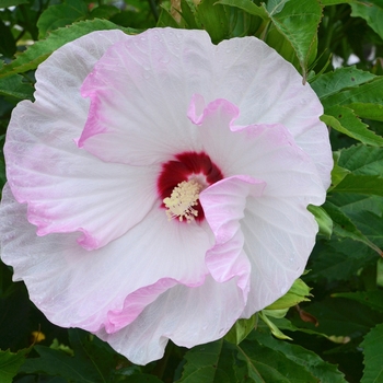 Hibiscus 'Ballet Slippers' 