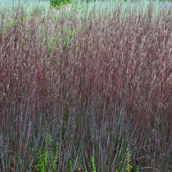 Schizachyrium scoparium Prairie Winds® 'Blue Paradise' (101875)