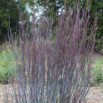 Schizachyrium scoparium Prairie Winds® 'Blue Paradise'