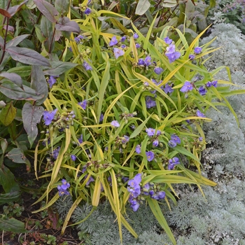 Tradescantia 'Charlotte's Web' PPAF, Can PBRAF