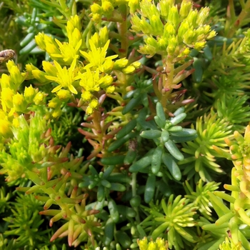 Sedum reflexum 'Green Spruce'