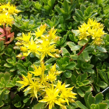 Sedum 'Immergrunchen'