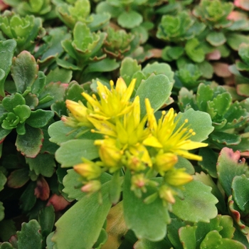 Sedum 'Immergrunchen' 