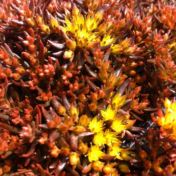 Sedum hakonense 'Chocolate Ball' 