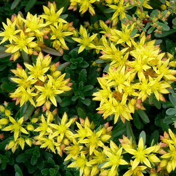 Sedum floriferum 'Weihenstephaner Gold' 