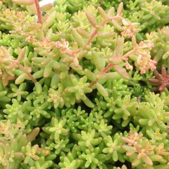 Sedum album 'Red Ice'