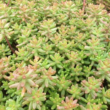 Sedum album ssp. teretifolium 'Murale'