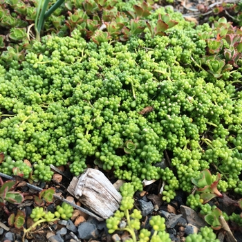 Sedum album chloroticum 'Baby Tears' 