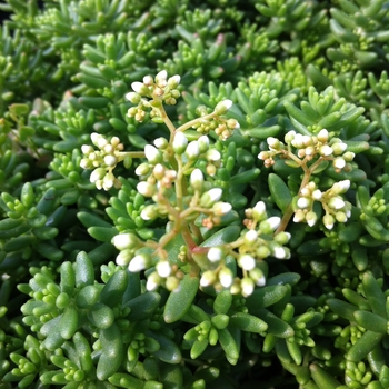 Sedum album 'Coral Carpet' 