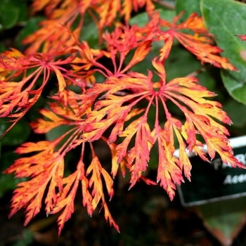 Acer japonicum 'Fairy Lights' 