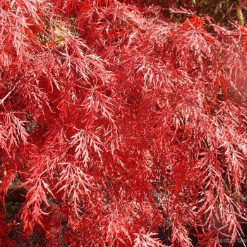 Acer palmatum 'Octopus' 