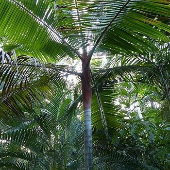 Dypsis leptocheilos