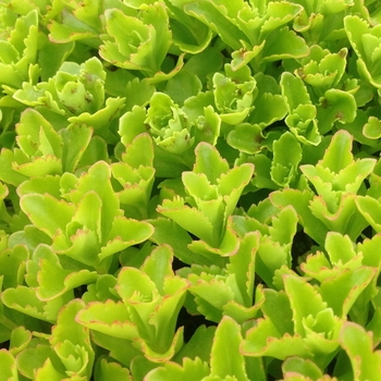 Sedum selskianum 'Spirit'