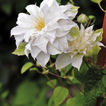 Clematis 'Maria Sklodowska Curie' 