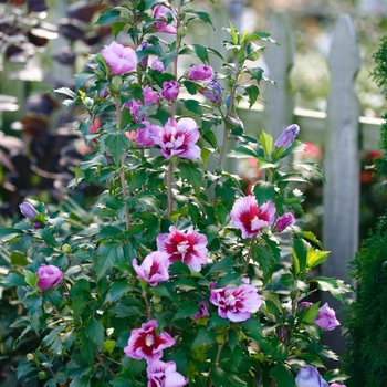 Hibiscus syriacus 'Gandini Santiago' PP25568