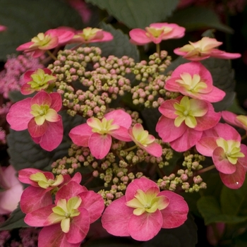 Hydrangea serrata 'Tuff Stuff™'