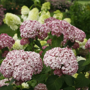 Hydrangea arborescens Incrediball® 'Blush'