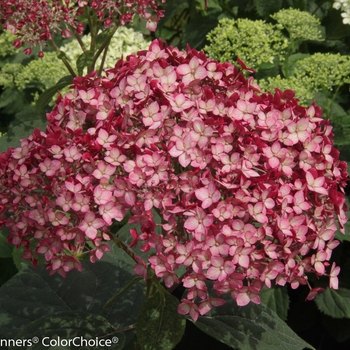 Hydrangea arborescens Invincibelle® 'Ruby'