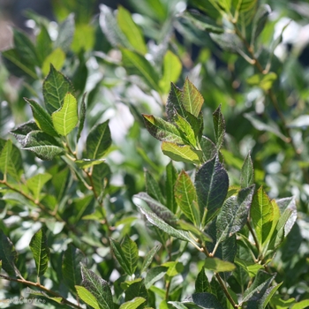 Ilex verticillata Little Goblin® 'Guy'