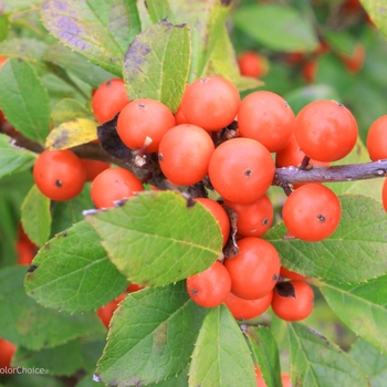 Ilex verticillata 'NCIV2' PP28938, CBR 5935