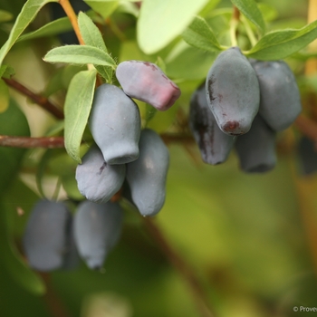 Lonicera caerulea 'Kuchi' PP28622, Can PBRAF