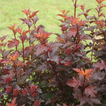 Physocarpus opulifolius 'SMNPOBLR' PP28695, CBR 5939