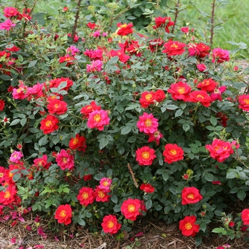 Rosa Oso Easy® 'Urban Legend®' PP28395, Can 5831