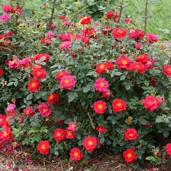 Rosa Oso Easy® 'Urban Legend®'