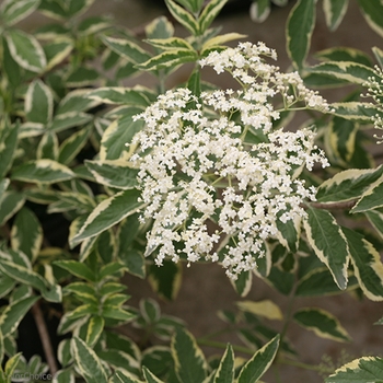 Sambucus nigra 'Instant Karma®' (101987)