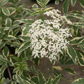 Sambucus nigra 'Instant Karma®'