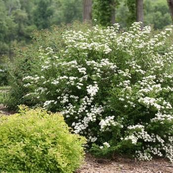 Spiraea nipponica 'SMNSNFD' PP28096, CBR 5941